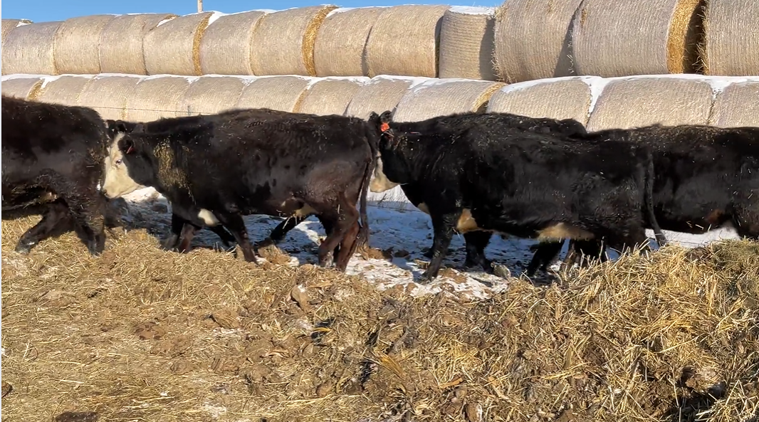 BC307D5 BIG, FANCY, BLACK BALDIE, BRED COWS!